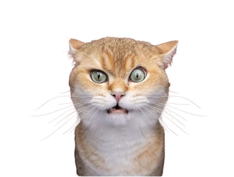 A picture of funny cat